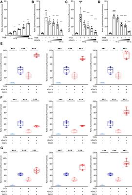 Metabolic remodeling in cardiac hypertrophy and heart failure with reduced ejection fraction occurs independent of transcription factor EB in mice